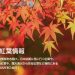 福岡紅葉情報